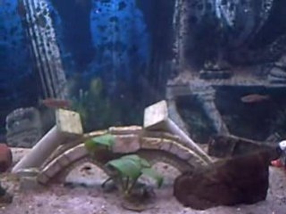 aquarium de la maison