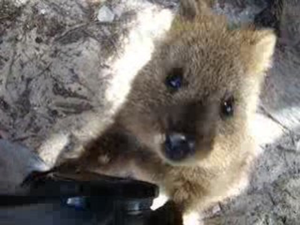 Quokka