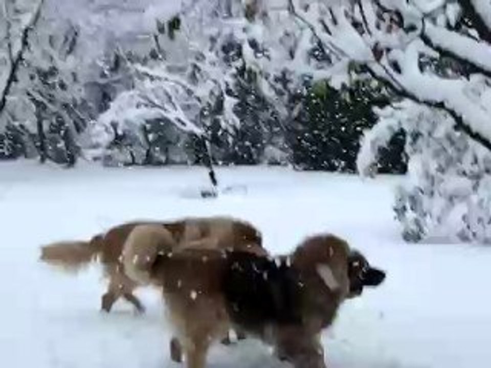 10 decembre 2008 001