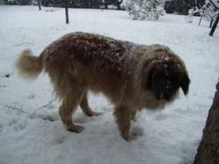 10 decembre 2008 004