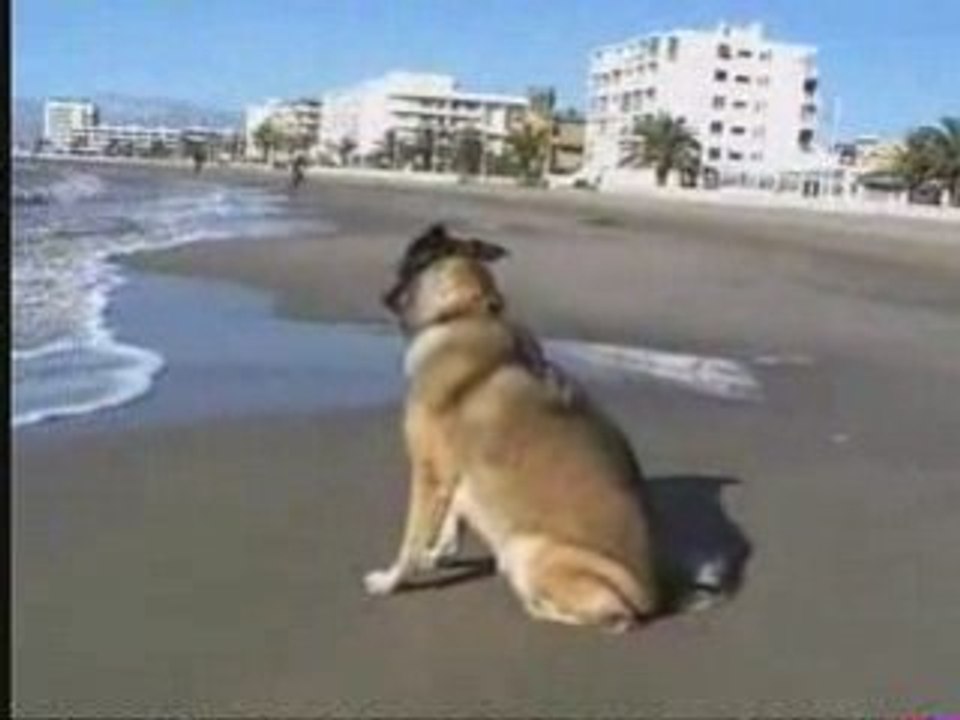 Pépite à la plage