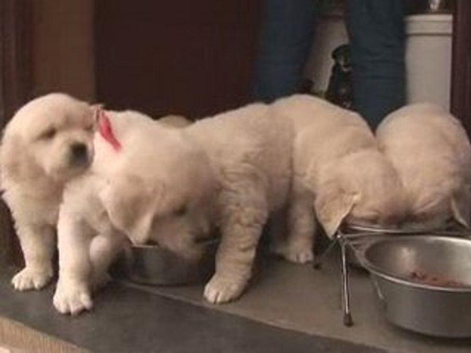 Dyadis, chiens d'aide pour personnes handicapées physiques