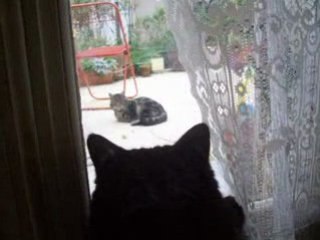 jackson-chattanooga 26 nov 2008 les matous - 3