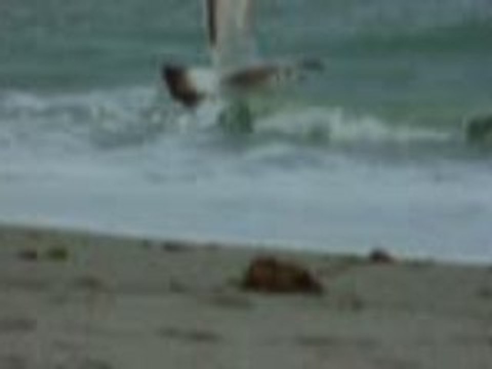 Watch the seagull fly