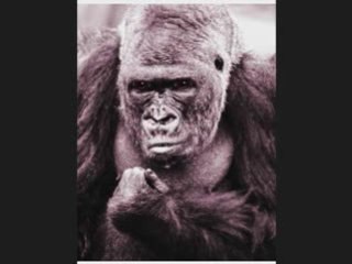 THE GUERRILLA GROWER SHOW - Part One