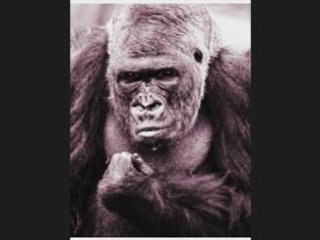 THE GUERRILLA GROWER SHOW - Part Two