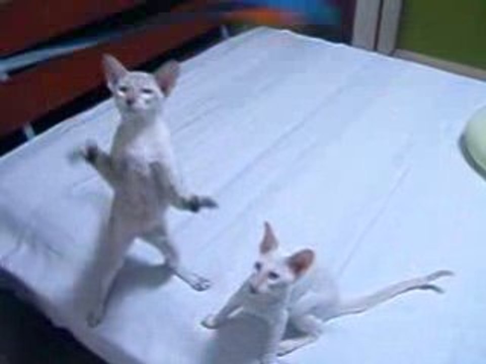 siamese kittens