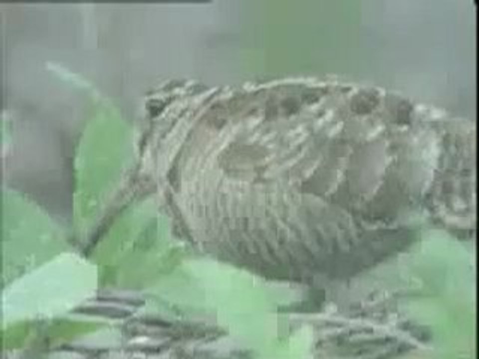 Mpekatsa