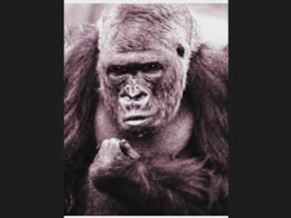 THE GUERRILLA GROWER SHOW - Part four