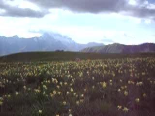 j'écrase les jonquilles