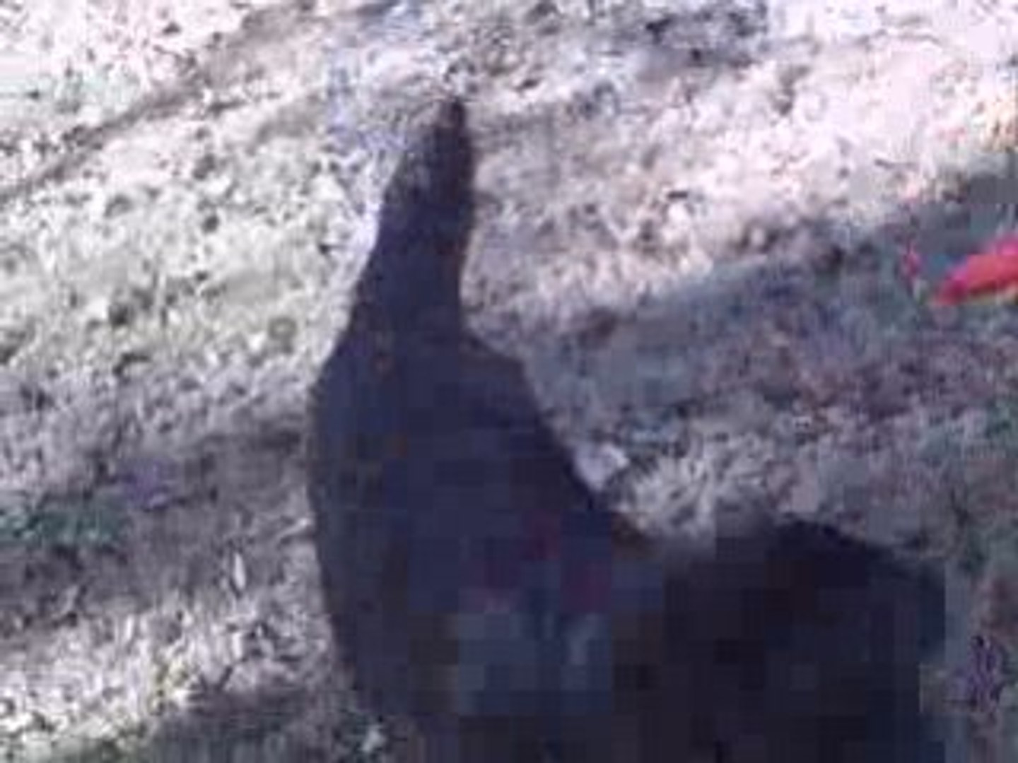 ⁣Rescue Dog Boomer - Dog Adoption