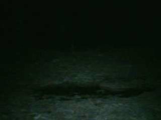 Sanglier rute TRAIL CAM SENTRY BUSHNELL