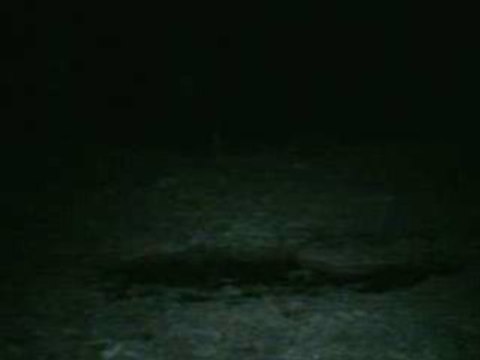 Sanglier rute TRAIL CAM SENTRY BUSHNELL