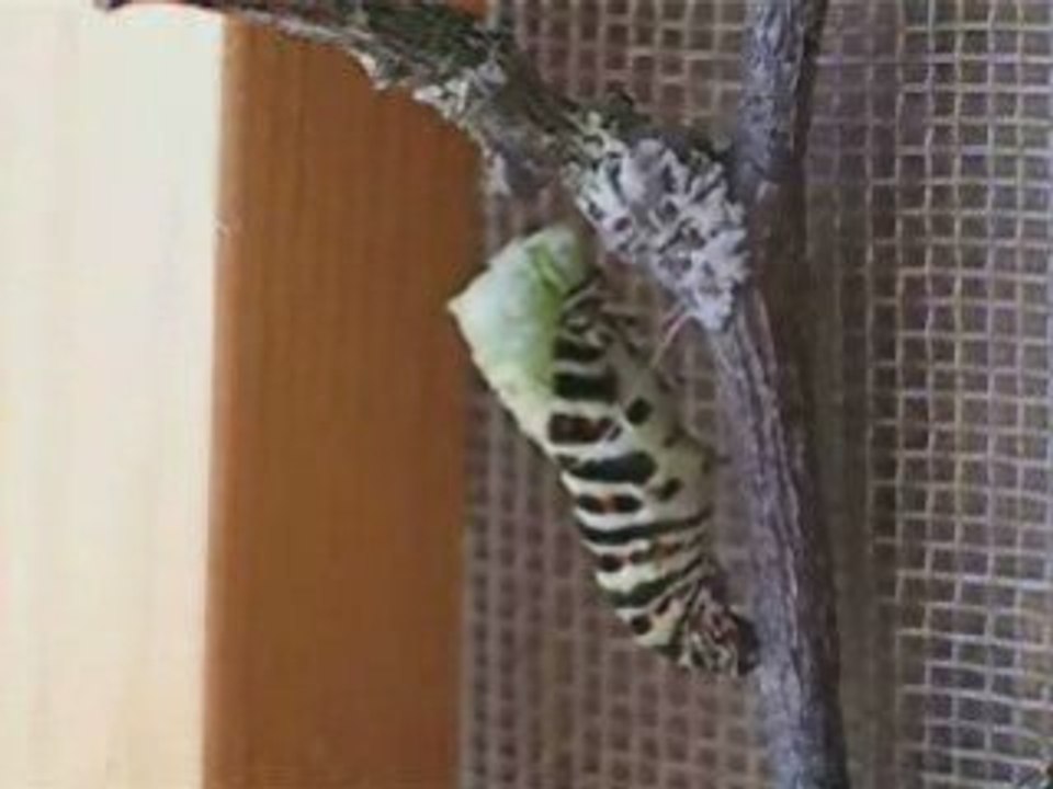 Chenille en chrysalide vidéo avec musique Vangelis