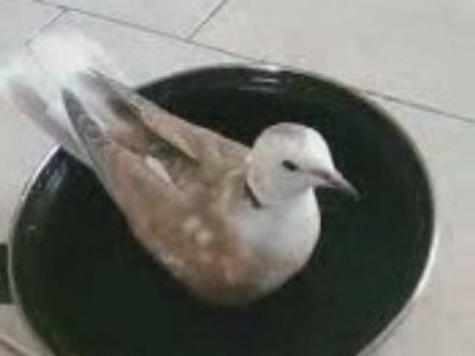 Sky prend son bain