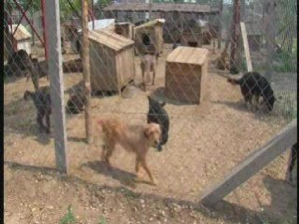 Egy nap a Mentsvárnál