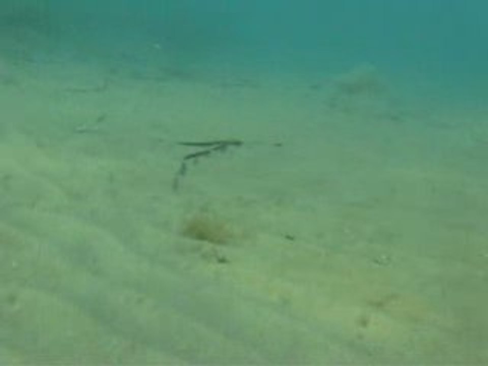 Spearfishing - Mustafa Paker Çipura-Sparus Aurata Avı #3