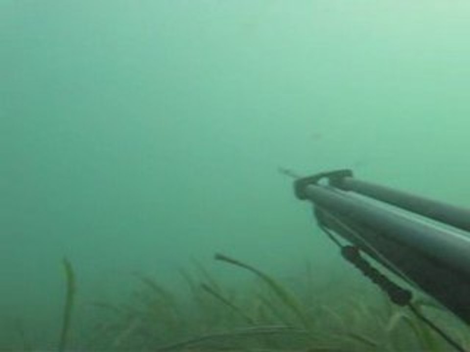Spearfishing - Mustafa Paker Mırmır-Lith.mormyrus Avı