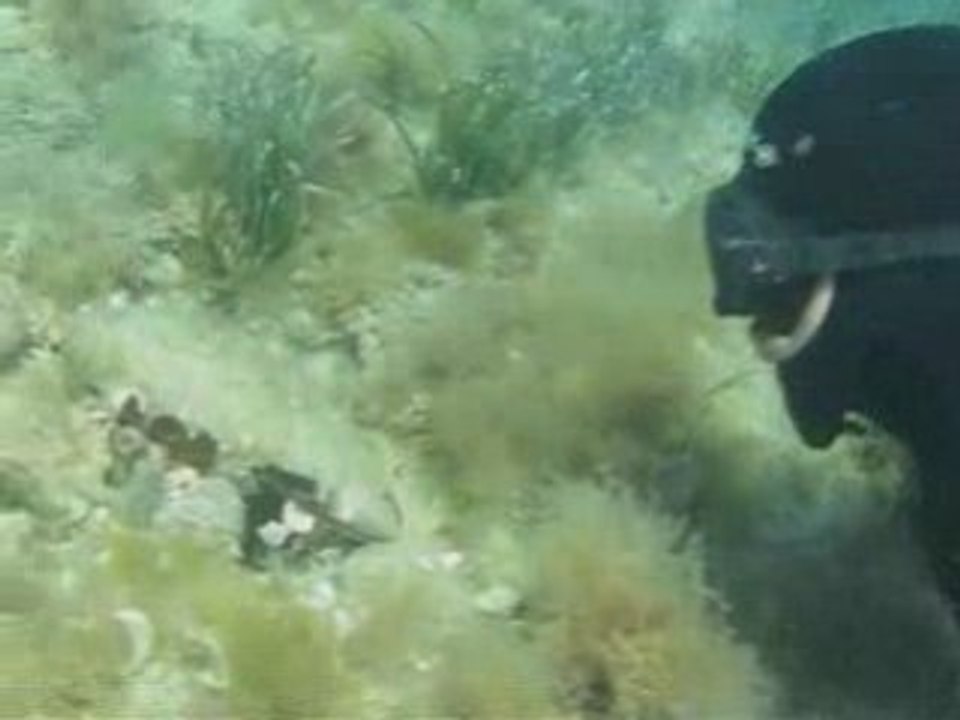 Spearfishing -Spearfishing with "Porcelain" by Mustafa Paker