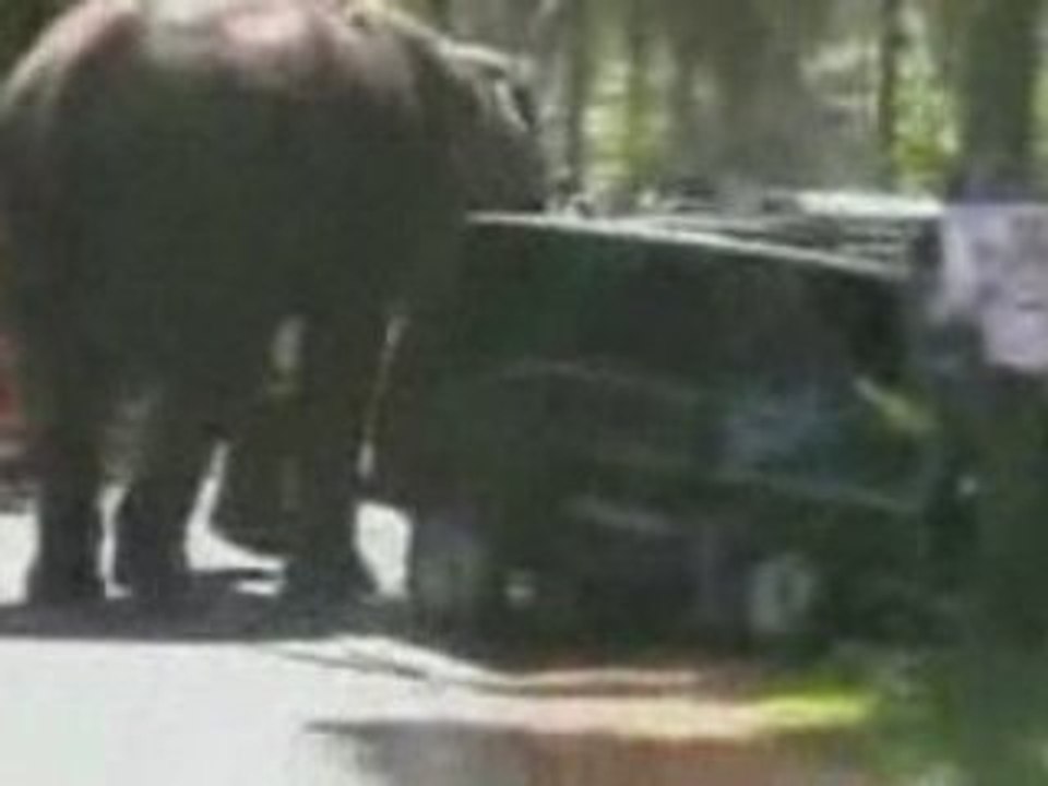 Elefante imbizzarrito