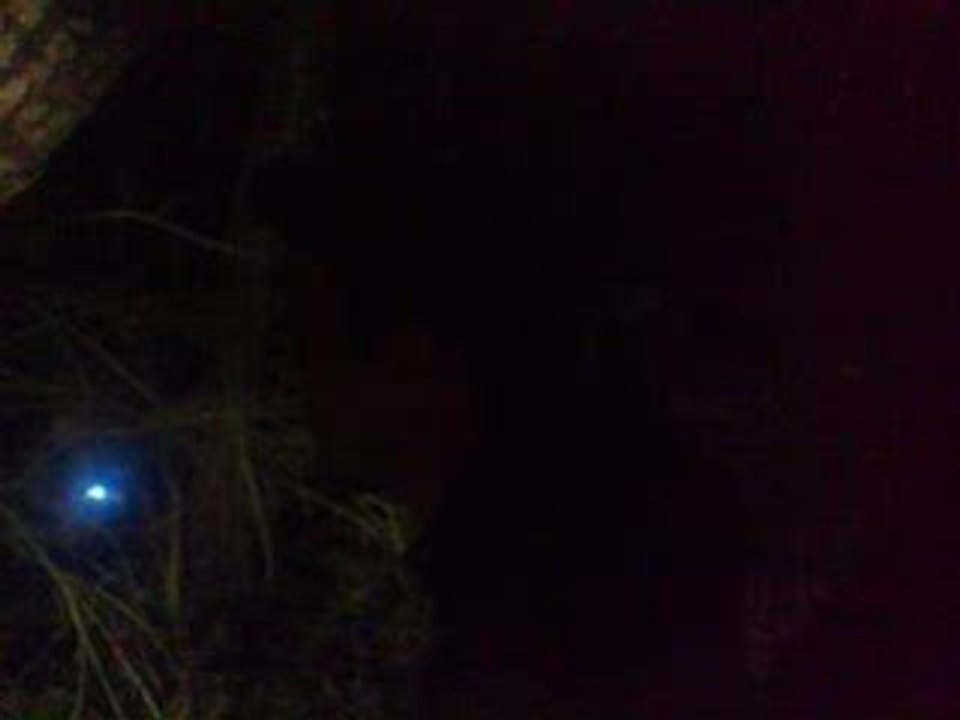 Arbre