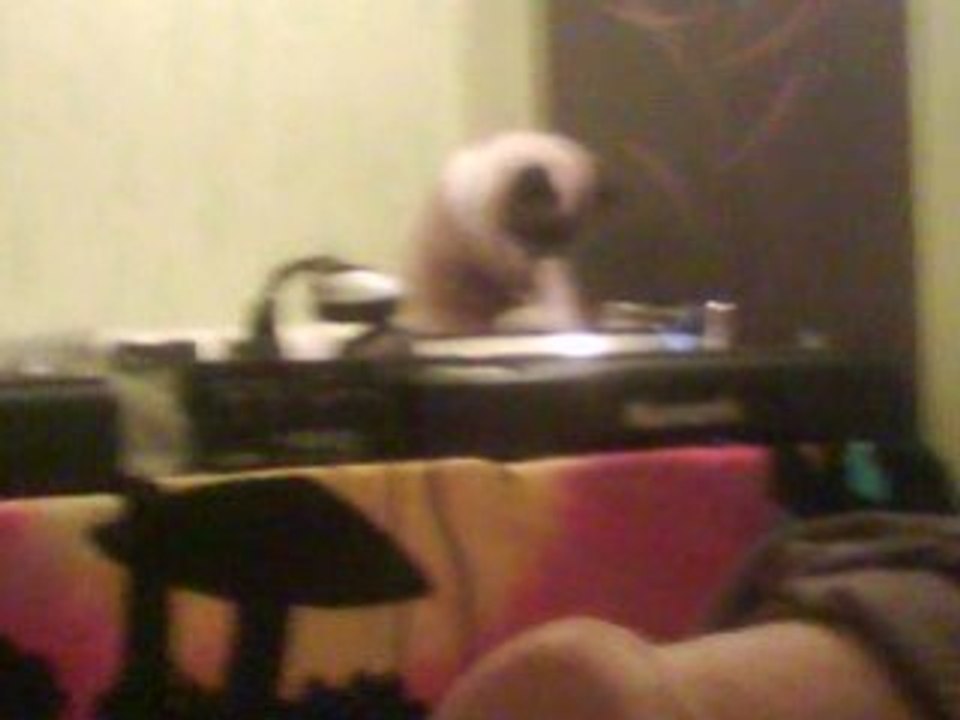 dj rave