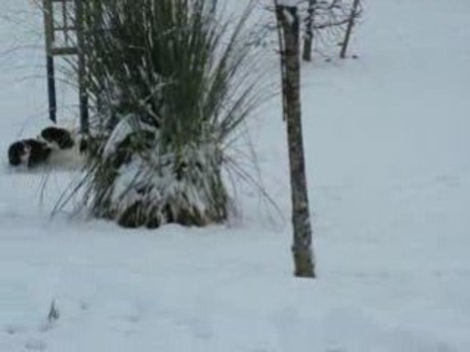Cavaliers sous la neige