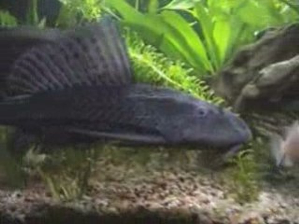 Aquarium 600 L