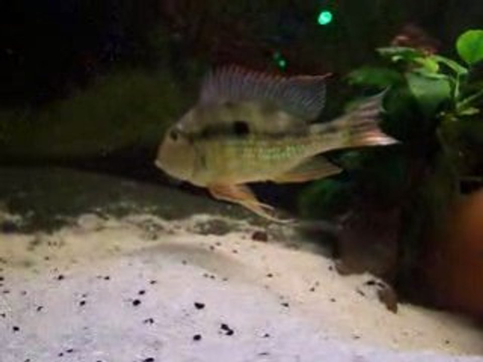 Videos BB rio 001