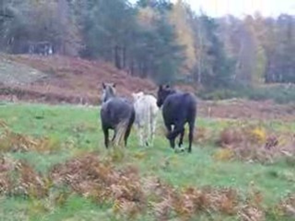 trois chevaux vexés !