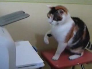 Pussy cat vs Printer.