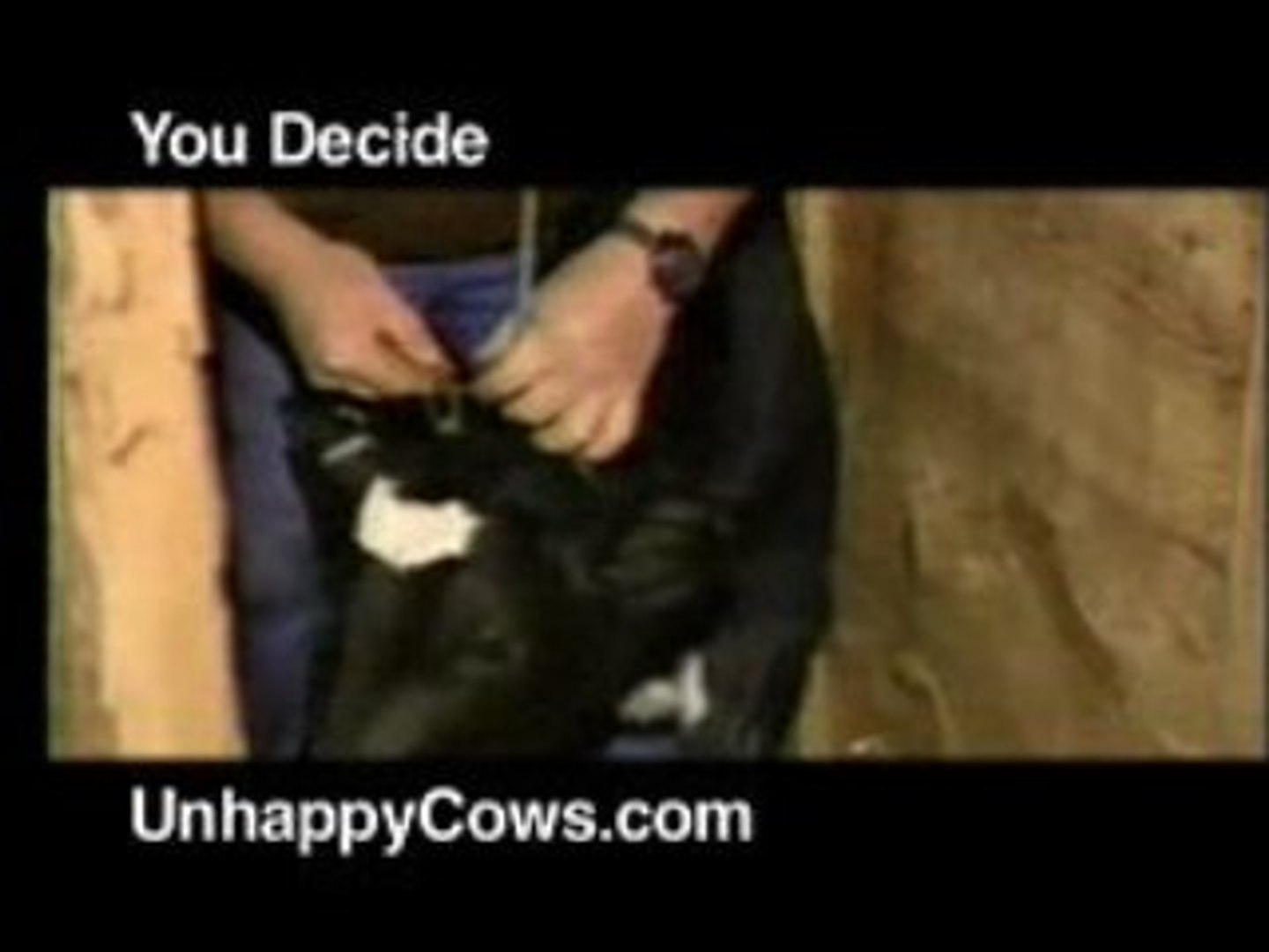 ⁣Happy Cows?