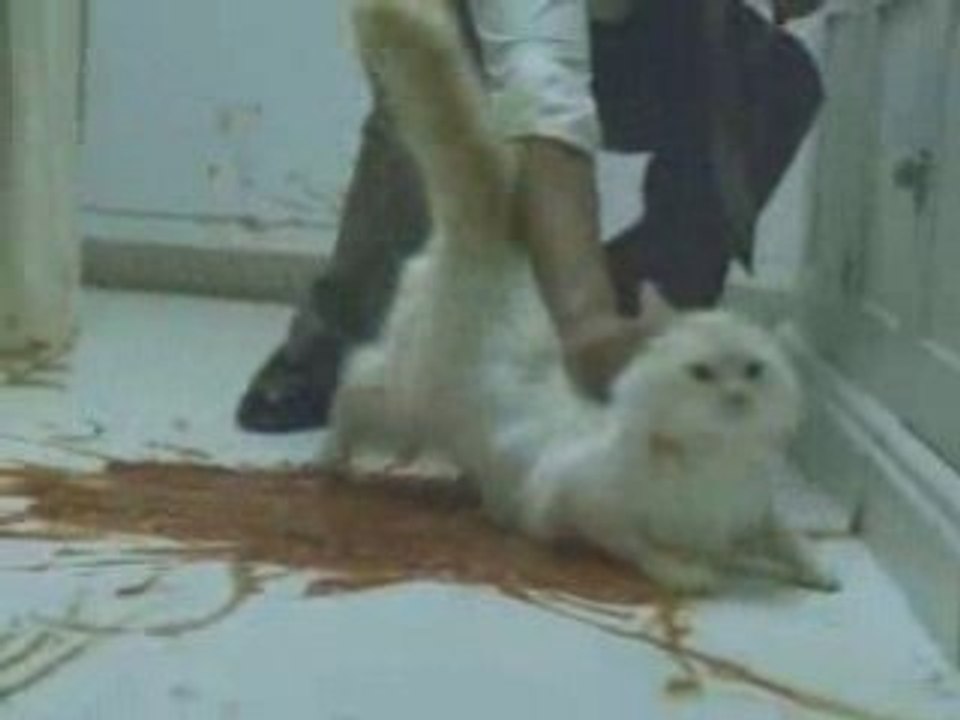 Ameriquest-RomanticDinnerMS