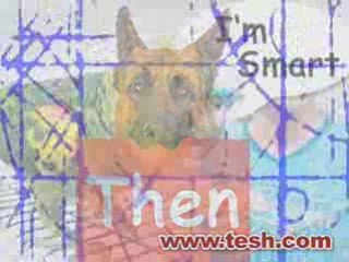 Pet Behaviors Decoded • The John Tesh Radio Show