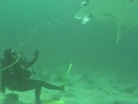 Raies Mantas Ari Atoll Maldives