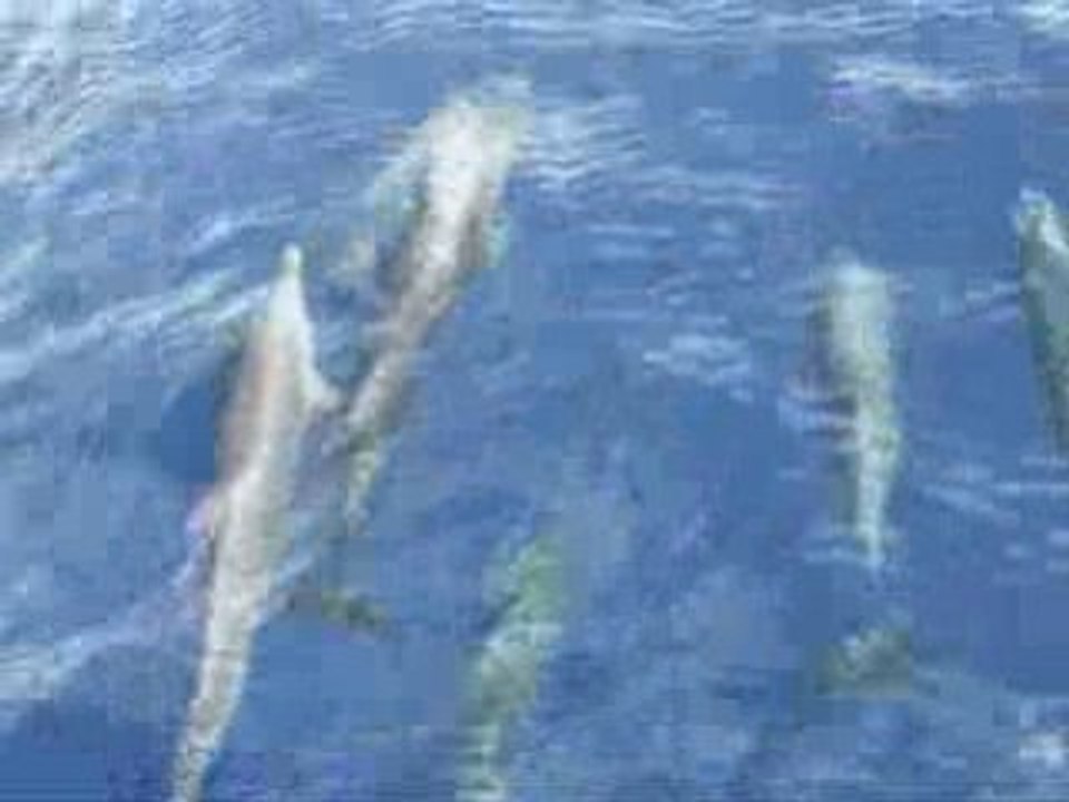 Dauphins