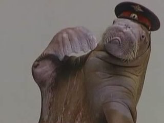 This Is Genius: Walrus playing the sax, Santa penguins