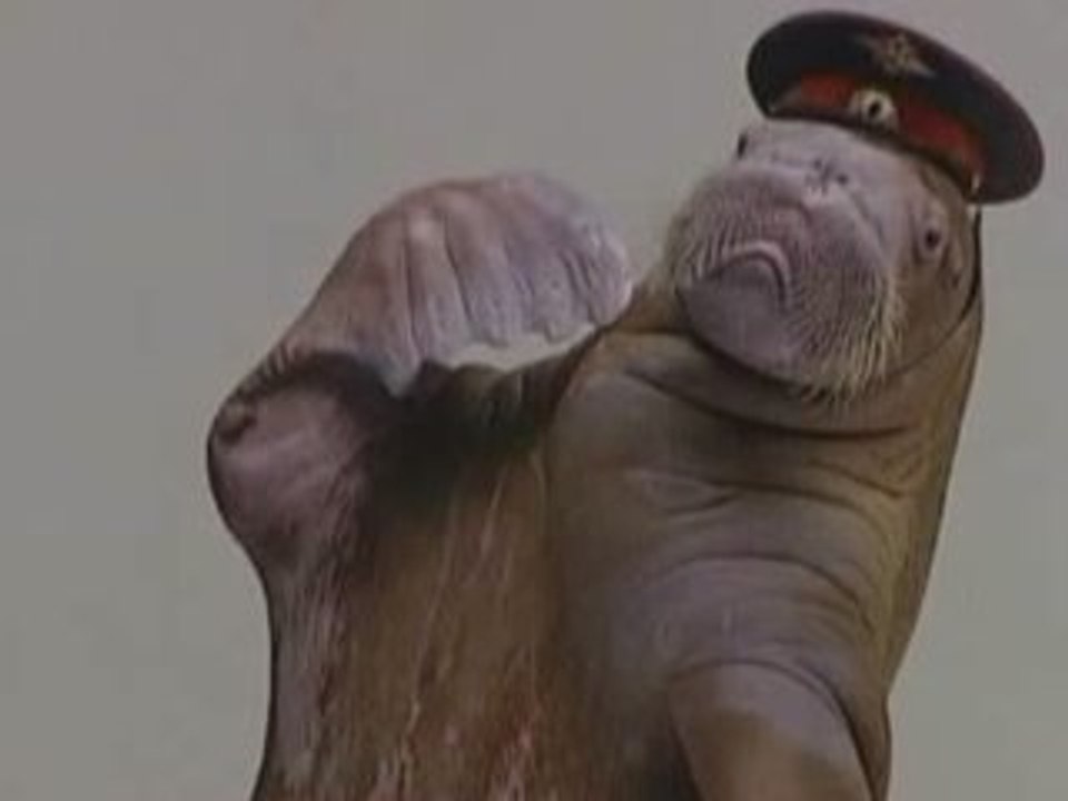 This Is Genius: Walrus playing the sax, Santa penguins