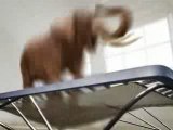 Elephant Jumping On Trampoline