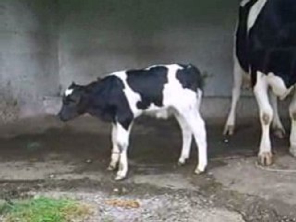 Vache et veau du joyau