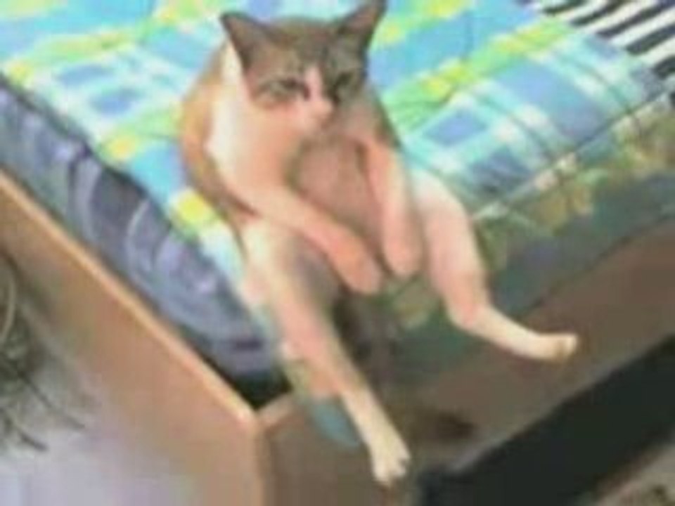 El gato mas huevon