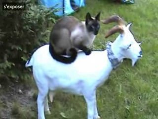 Au Château des Félins, on s'éclate !..