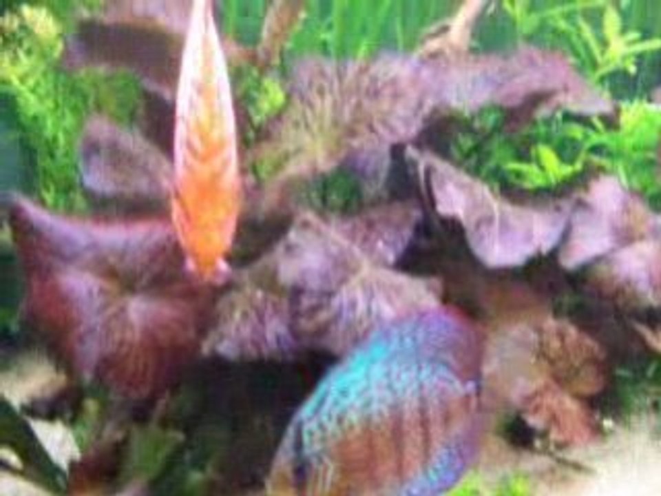 Aquarium le 12 DEC...