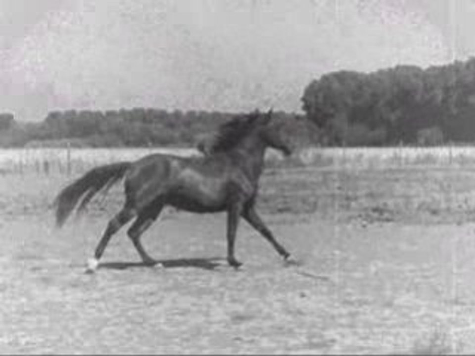 Le cheval la plus belle conquete de l'Homme.