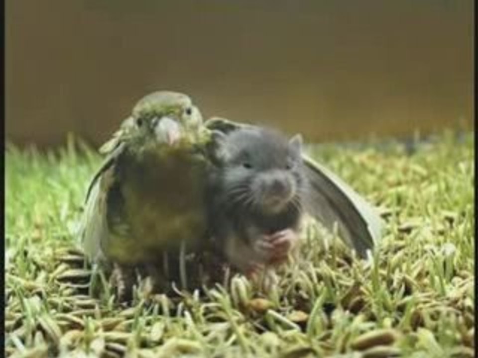 Dont worry be happy,