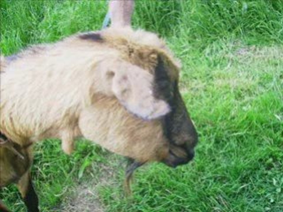 Ma sisoche