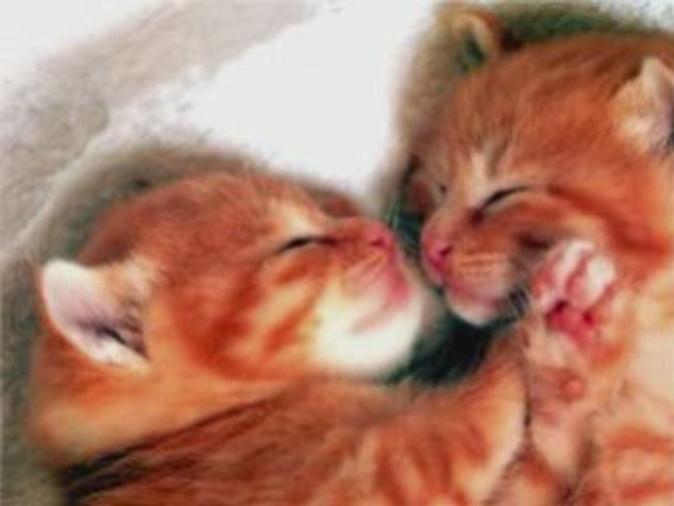 ~^^Des Chats Trop craquant^^~