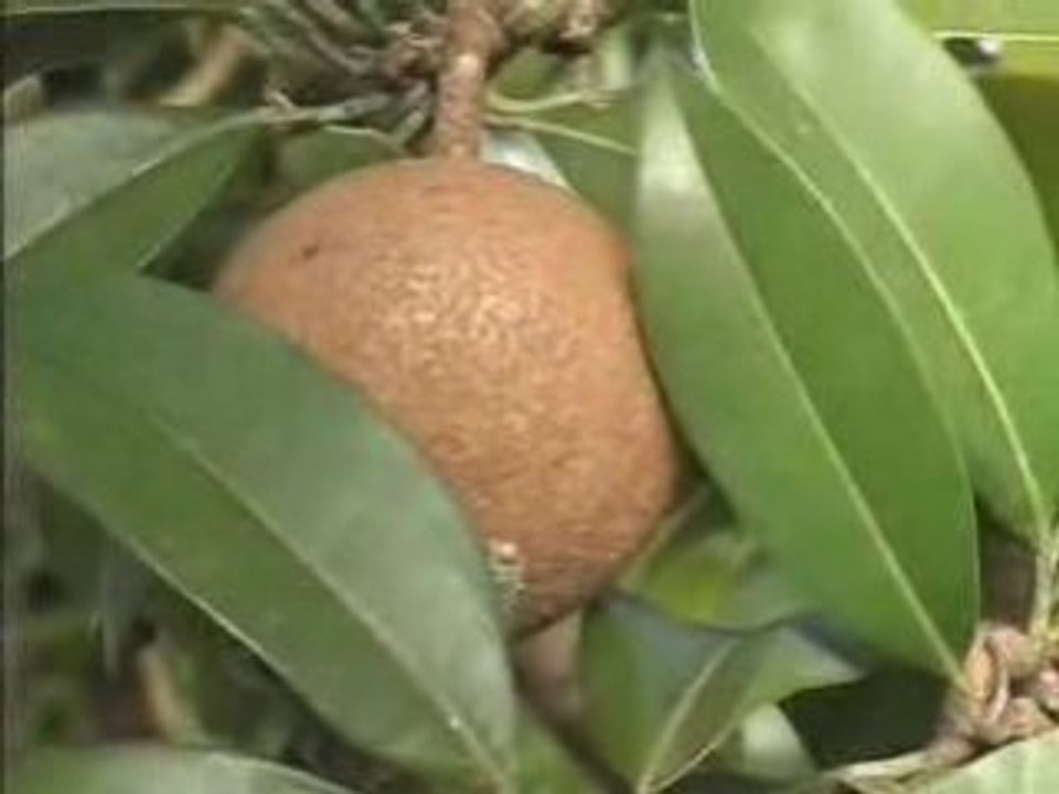 Rabgayling - Inde du sud : Le jardin de l'espoir