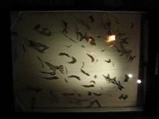 Les nuées - Place du Change