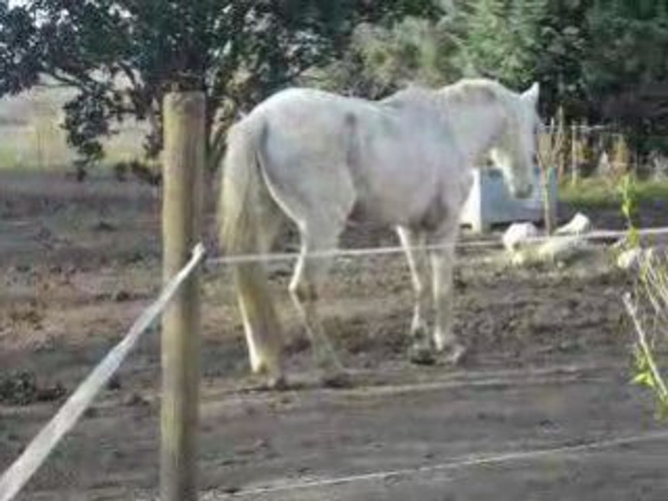 l'horreur d'un pauvre cheval , dans une pension minable